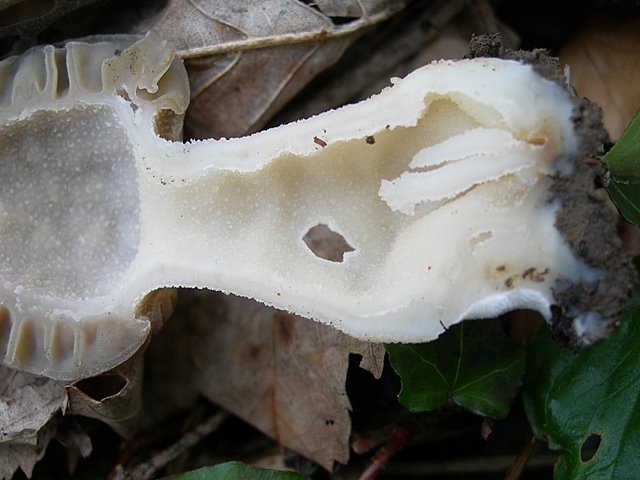 Il Tempo delle Morchelle